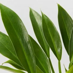 Indoor Garden Pool Friendly Plants Philodendron Little Phil™