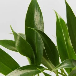 Indoor Garden Pool Friendly Plants Philodendron Little Phil™