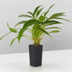 Indoor Garden Pool Friendly Plants Philodendron Little Phil™