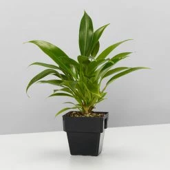 Indoor Garden Pool Friendly Plants Philodendron Little Phil™