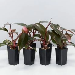 Indoor Garden Philodendron Erubescens Pink Princess