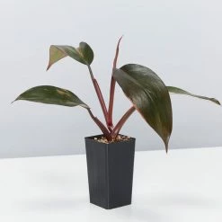 Indoor Garden Philodendron Erubescens Pink Princess