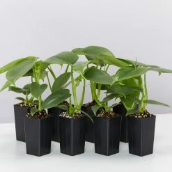 Indoor Garden Easy Care Plants Philodendron Hastatum Silver Sword