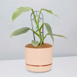 Pot + Plant Gift Box Philodendron Hastatum Silver Sword - Pot + Plant + Soil Easy Care Plants