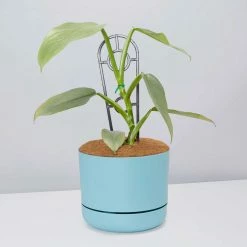 Pot + Plant Gift Box Philodendron Hastatum Silver Sword - Pot + Plant + Soil Easy Care Plants