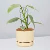 Pot + Plant Gift Box Philodendron Hastatum Silver Sword - Pot + Plant + Soil Easy Care Plants