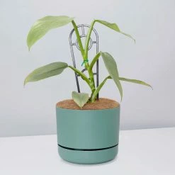 Pot + Plant Gift Box Philodendron Hastatum Silver Sword - Pot + Plant + Soil Easy Care Plants