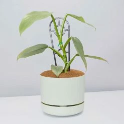 Pot + Plant Gift Box Philodendron Hastatum Silver Sword - Pot + Plant + Soil Easy Care Plants