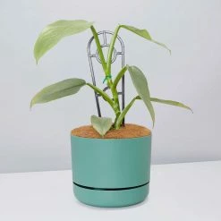 Pot + Plant Gift Box Philodendron Hastatum Silver Sword - Pot + Plant + Soil Easy Care Plants