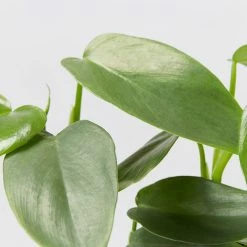 Indoor Garden Easy Care Plants Philodendron Hastatum Silver Sword