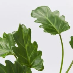 Shrubs Pool Friendly Plants Tropical Mixed Pack Of Outdoor Plants