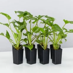 Shrubs Philodendron Xanadu Border Plants