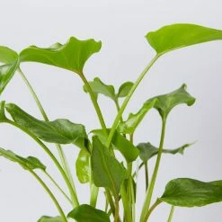 Shrubs Philodendron Xanadu Border Plants