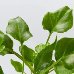 Shrubs Philodendron Xanadu Border Plants