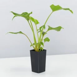 Shrubs Philodendron Xanadu Border Plants