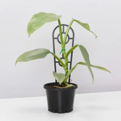 Pot + Plant Gift Box Philodendron Hastatum Silver Sword - Pot + Plant + Soil Easy Care Plants