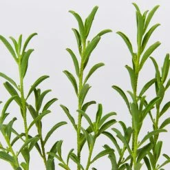 Shrubs Philotheca Myoporoides Winter Rouge