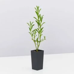 Shrubs Philotheca Myoporoides Winter Rouge