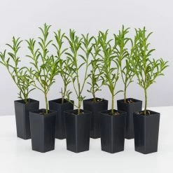 Shrubs Philotheca Myoporoides Winter Rouge