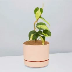 Pot + Plant Gift Box Philodendron Brasil - Pot + Plant + Soil