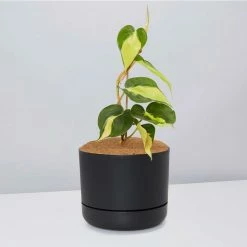 Pot + Plant Gift Box Philodendron Brasil - Pot + Plant + Soil