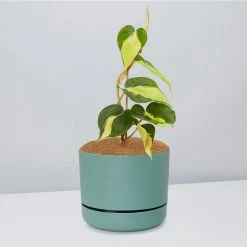 Pot + Plant Gift Box Philodendron Brasil - Pot + Plant + Soil