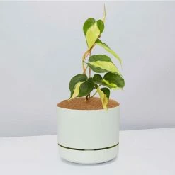 Pot + Plant Gift Box Philodendron Brasil - Pot + Plant + Soil