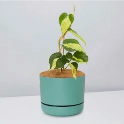 Pot + Plant Gift Box Philodendron Brasil - Pot + Plant + Soil