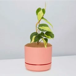 Pot + Plant Gift Box Philodendron Brasil - Pot + Plant + Soil