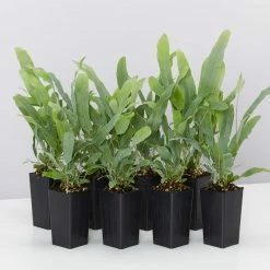 Indoor Garden Ground Covers Phlebodium Blue Star
