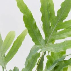 Pot + Plant Gift Box Easy Care Plants Blue Star Fern - Pot + Plant + Soil