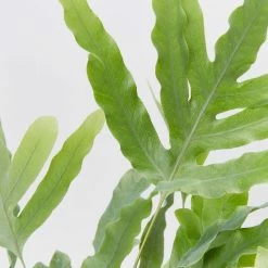 Indoor Garden Ground Covers Phlebodium Blue Star