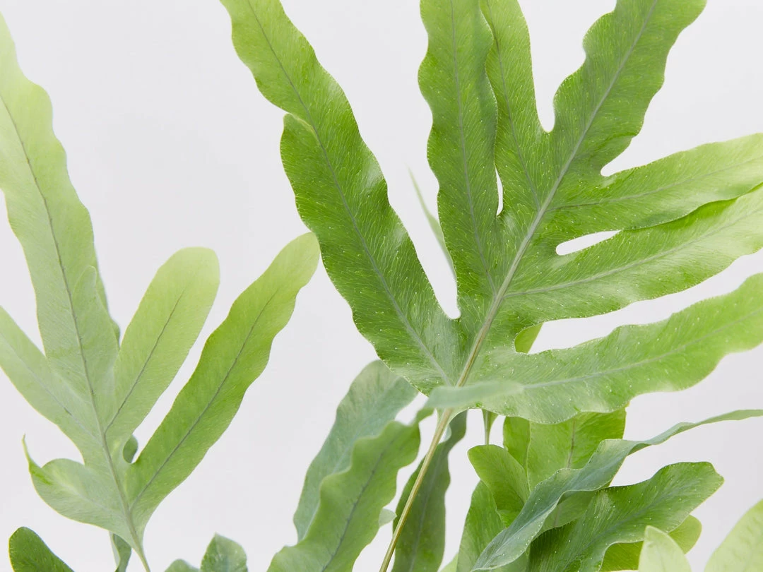 Indoor Garden Ground Covers Phlebodium Blue Star 4 Indoor Garden Ground Covers Phlebodium Blue Star