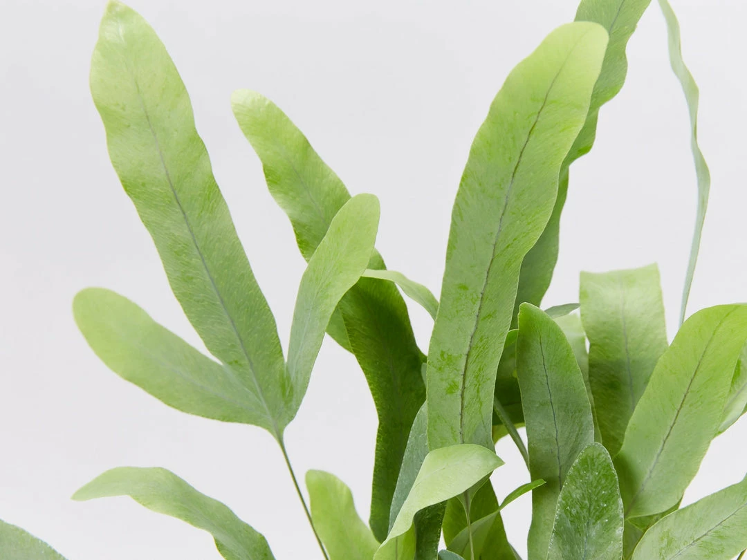 Indoor Garden Ground Covers Phlebodium Blue Star 6 Indoor Garden Ground Covers Phlebodium Blue Star