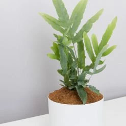 Pot + Plant Gift Box Easy Care Plants Blue Star Fern - Pot + Plant + Soil