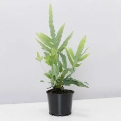 Pot + Plant Gift Box Easy Care Plants Blue Star Fern - Pot + Plant + Soil