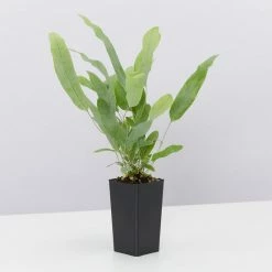 Indoor Garden Air Purifying Rainbow 🌈 Box - Indoor