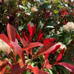 Hedge Photinia Red Robin Screening Pack Hedging Plants