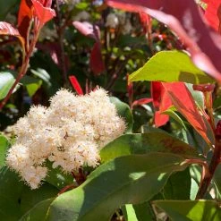 Hedge Photinia Red Robin Screening Pack Hedging Plants