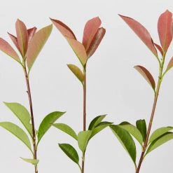 Hedge Photinia Glabra Rubens