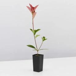 Hedge Photinia Glabra Rubens