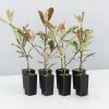 Hedge Photinia Pink Marble Hedging Plants