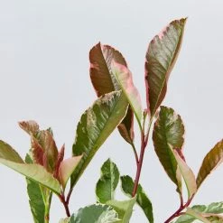 Hedge Photinia Pink Marble Hedging Plants