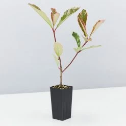 Hedge Photinia Pink Marble Hedging Plants