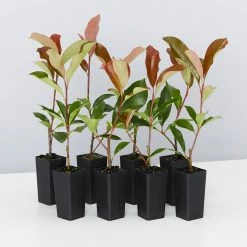 Hedge Photinia Red Robin Screening Pack Hedging Plants