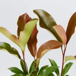 Hedge Photinia Red Robin Screening Pack Hedging Plants