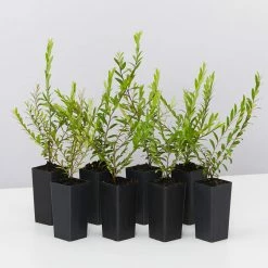 Shrubs Phyllanthus Multiflorus