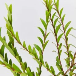 Shrubs Phyllanthus Multiflorus