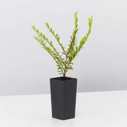 Shrubs Phyllanthus Multiflorus