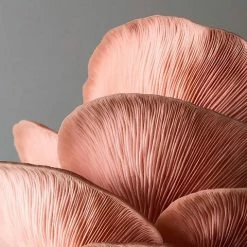 Little Acre Gourmet Mushrooms Pink Oyster Mushroom Grow Kit Gift Kits